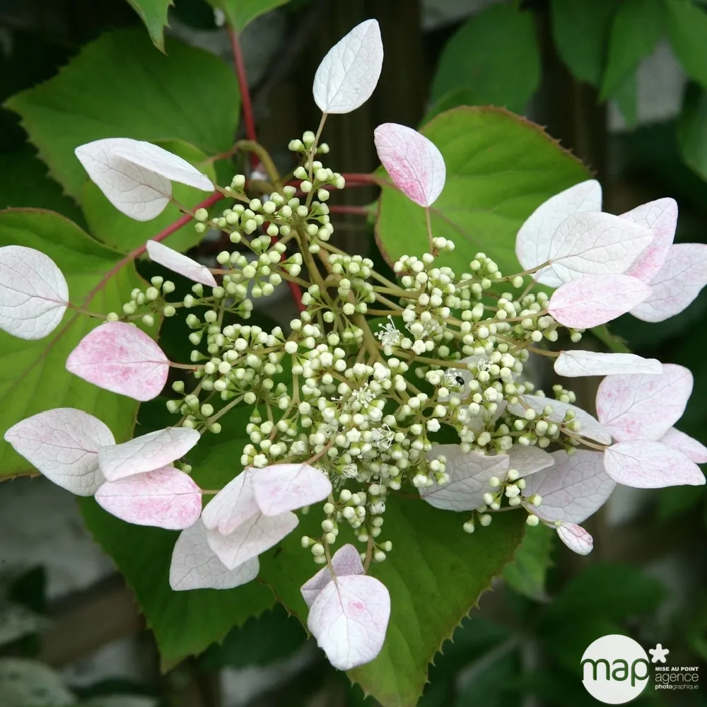 Schizophragma hydrangeoides : H 90/120 cm : ctr de 3 litres